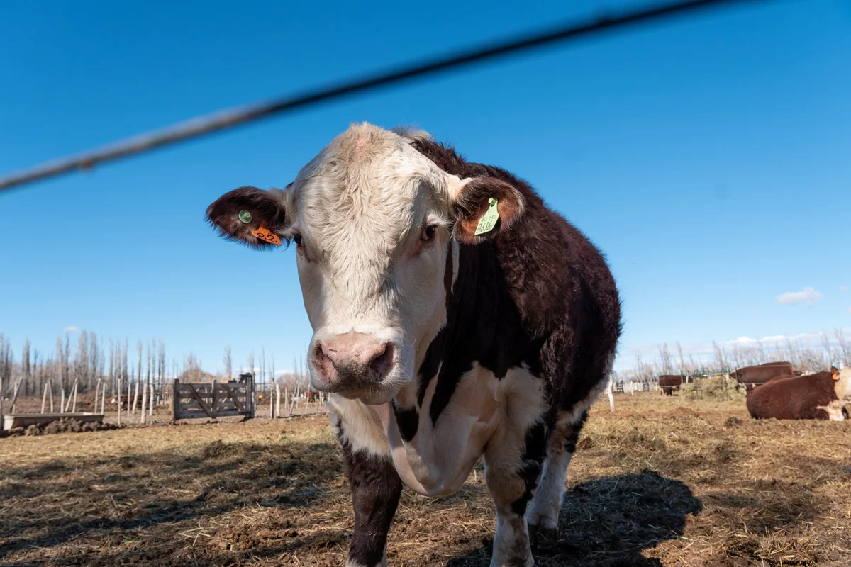 vaca